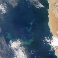 Plankton bloom off Namibia